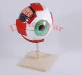 مدل مولاژ کره چشم انسان مدل 20Life-size