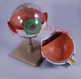 مدل مولاژ کره چشم انسان مدل 20Life-size
