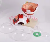 مدل مولاژ کره چشم انسان مدل 20Life-size