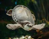 لاک پشت دماغ خوکی ( پیگ نویز)