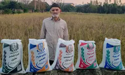 برنج کشت دوم طارم هاشمی عطری وزن خالص ۴۰ کیلوگرم