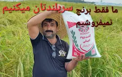 برنج کشت دوم طارم هاشمی عطری وزن خالص ۸۰ کیلوگرم