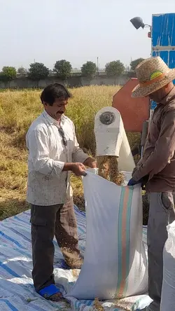 برنج کشت دوم طارم هاشمی عطری وزن خالص ۸۰ کیلوگرم