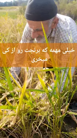 برنج کشت دوم طارم هاشمی عطری وزن خالص ۸۰ کیلوگرم