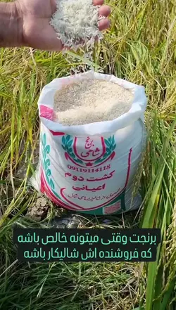 برنج کشت دوم طارم هاشمی عطری وزن خالص ۸۰ کیلوگرم
