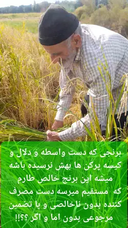 برنج کشت دوم طارم هاشمی عطری وزن خالص ۸۰ کیلوگرم