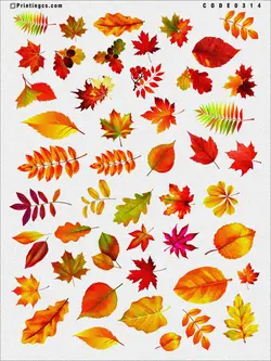 ترانسفر مدل پاییزی کد 314