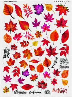 ترانسفر مدل پاییزی کد 316