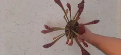 گیاه حشره خوار ساراسنیا نژاد پروت