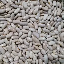 لوبیا کشاورزی صادراتی