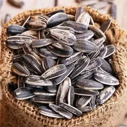 تخمه دور سفید درجه یک انصاف