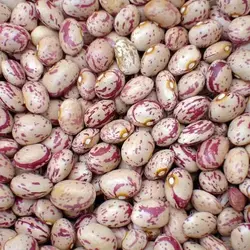 لوبیا چیتی پاک شده لوکس انصاف