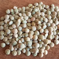 عدس زود پز پاک شده انصاف