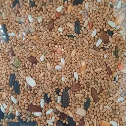 غذای پرنده مناسب طوطی عروس هلندی.گرینچیک.برزیلی.راهب