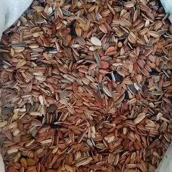 تخمه قرمز خام مناسب پرندگان زینتی