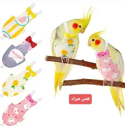 پوشک پرندگان مناسب عروس هلندی و هم جثه ان