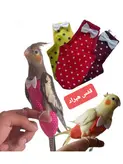 پوشک پرندگان مناسب عروس هلندی و هم جثه ان