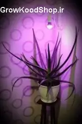 لامپ رشد گیاه 7 وات سرپیچی