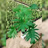 برگ انجیری فر بسیار بزرگ و زیبا ارسال به درب منزل با همین کیفیت