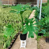 برگ انجیری فر بسیار بزرگ و زیبا ارسال به درب منزل با همین کیفیت