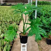 برگ انجیری فر بسیار بزرگ و زیبا ارسال به درب منزل با همین کیفیت