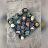 کاکتوس پک 16 عددی متنوع و خاص