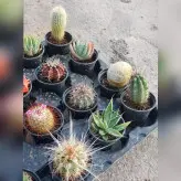 کاکتوس پک 16 عددی متنوع و خاص