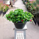 گیاه ناز فرانسوی گیاهی مقاوم و رونده با نگهداری آسان