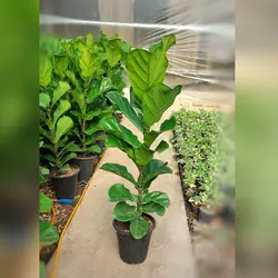 گل و گیاه آپارتمانی فیکوس لیراتا برگ پهن با ارتفاع حدود 120 سانتی متر