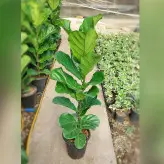 گل و گیاه آپارتمانی فیکوس لیراتا برگ پهن با ارتفاع حدود 120 سانتی متر