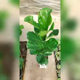 گل و گیاه آپارتمانی فیکوس لیراتا برگ پهن با ارتفاع حدود 120 سانتی متر