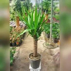 یوکا تنه دار گیاه آپارتمانی با کیفیت با ارتفاع حدود 70 سانتی متر