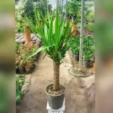 یوکا تنه دار گیاه آپارتمانی با کیفیت با ارتفاع حدود 70 سانتی متر