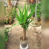یوکا تنه دار گیاه آپارتمانی با کیفیت با ارتفاع حدود 70 سانتی متر
