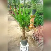 یوکا تنه دار گیاه آپارتمانی با کیفیت با ارتفاع حدود 70 سانتی متر