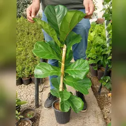 فیکوس لیراتا برگ پهن گیاه آپارتمانی با ارتفاع حدود 70 سانتی متر