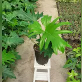 گل و گیاه آپارتمانی برگ انجیری فر با ارتفاع 60 سانتی متر