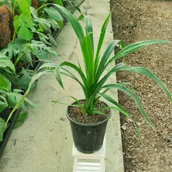 گیاه پاندانوس ابلق با کیفیت و مقاوم