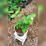 گیاه یاس رازقی با کیفیت و بسیار خوشبو سایز گلدان 14
