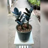 زاموفیلیا بلک سایز گلدان 14 بسیار زیبا و شاداب