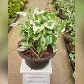 گل و گیاه آپارتمانی پتوس ارتشی فوق العاده سرحال و با کیفیت