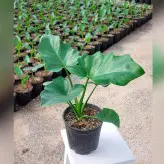 گیاه آپارتمانی برگ انجیری فر سایز نشایی