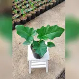 گیاه آپارتمانی برگ انجیری فر سایز نشایی