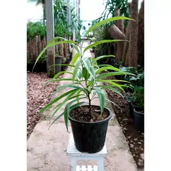 گیاه بنجامین آمستل گیاه آپارتمانی مقاوم و زیبا با ارتفاع حدود 38 سانتی متر