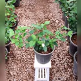 یاس رازقی گیاه آپارتمانی دارای گلهای سفید بسیار خوشبو