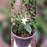 یاس رازقی گیاه آپارتمانی دارای گلهای سفید بسیار خوشبو