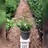 یاس رازقی گیاه آپارتمانی دارای گلهای سفید بسیار خوشبو