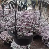 گیاه چمن کالیسیا سایز کاسه