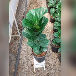 گل و گیاه آپارتمانی فیکوس لیراتا برگ ریز با ارتفاع حدود 80 سانتی متر