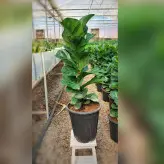 گل و گیاه آپارتمانی فیکوس لیراتا برگ ریز با ارتفاع حدود 80 سانتی متر